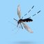 Confira as características do Aedes aegypti. - Kwangmoozaa/ iStock