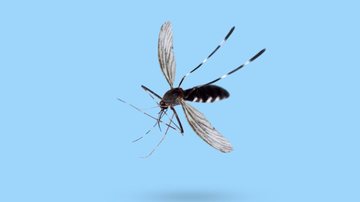 Confira as características do Aedes aegypti. - Kwangmoozaa/ iStock
